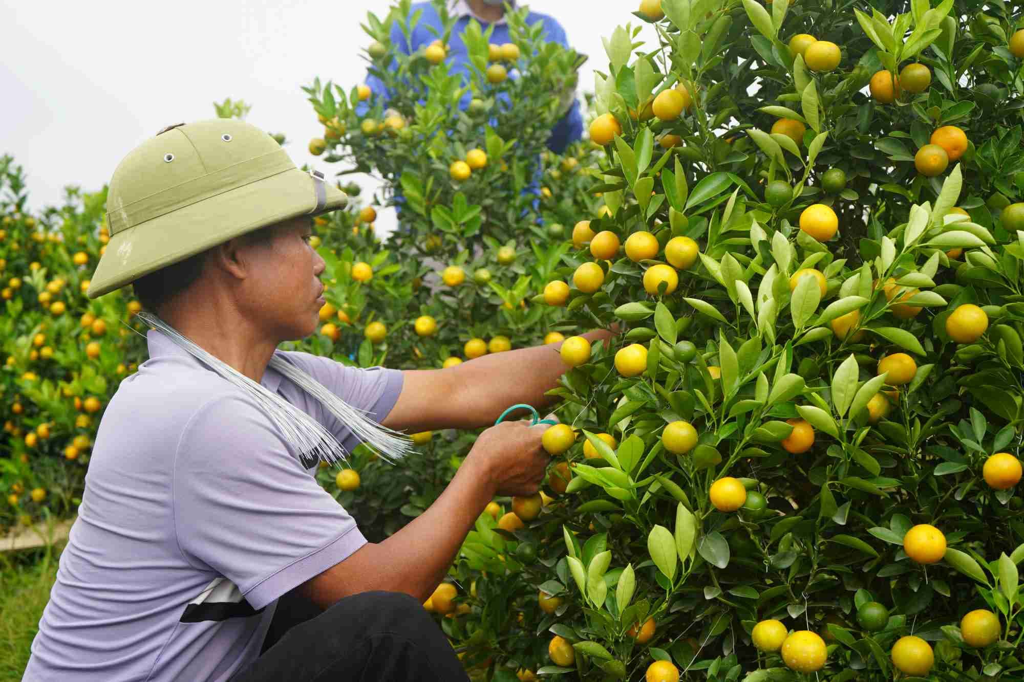 Kích hoa để tạo quả